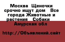 Москва! Щеночки срочно ищут дом - Все города Животные и растения » Собаки   . Амурская обл.